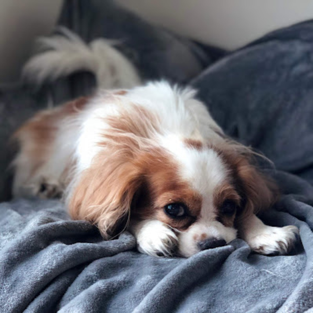 Meet your Posher, Jacqui